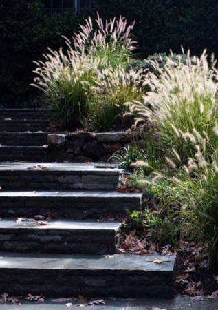 2PENNISETUM alopecuroides Hamel5
